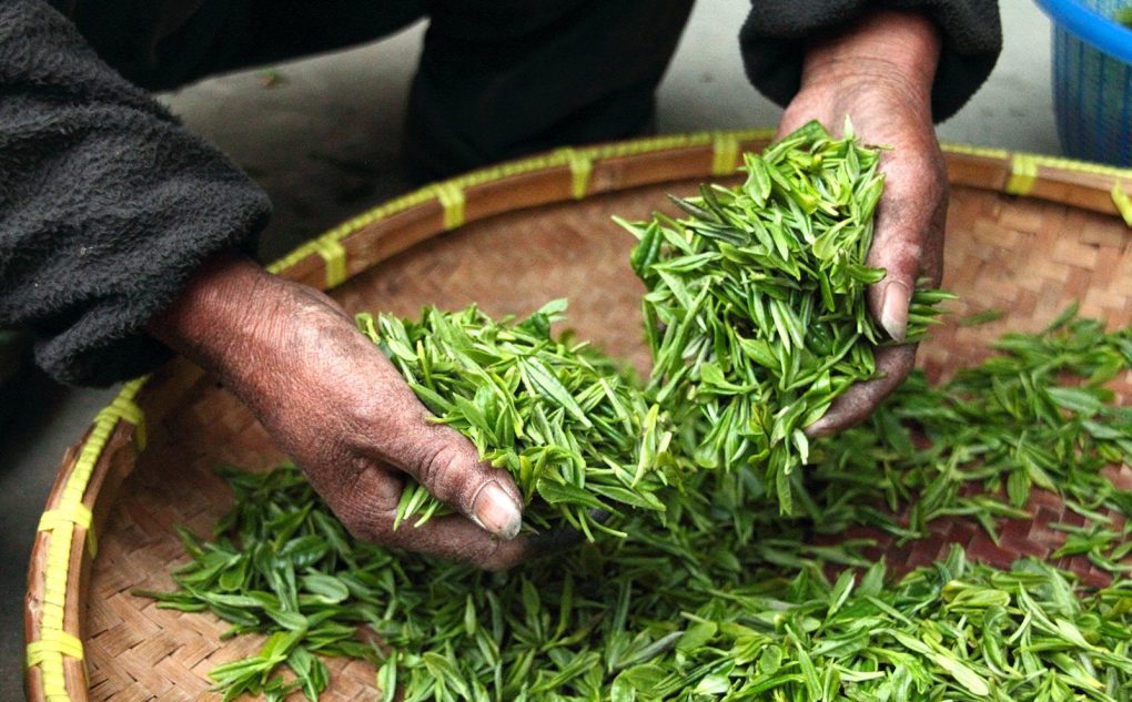 اصول صحیح برگ چینی در چای ایرانی